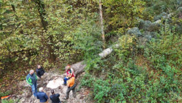 Baumfällen Rupperswil Heuweg 1 Baumfällen Rupperswil Heuweg 1