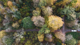 Baumfällen Rupperswil Heuweg 2 Baumfällen Rupperswil Heuweg 2