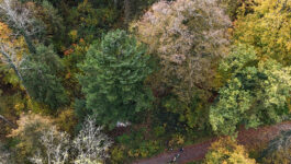 Baumfällen Rupperswil Heuweg 3 Baumfällen Rupperswil Heuweg 3