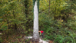 Baumfällen Rupperswil Heuweg 4 Baumfällen Rupperswil Heuweg 4