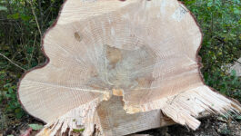 Baumfällen Rupperswil Heuweg 5 Baumfällen Rupperswil Heuweg 5